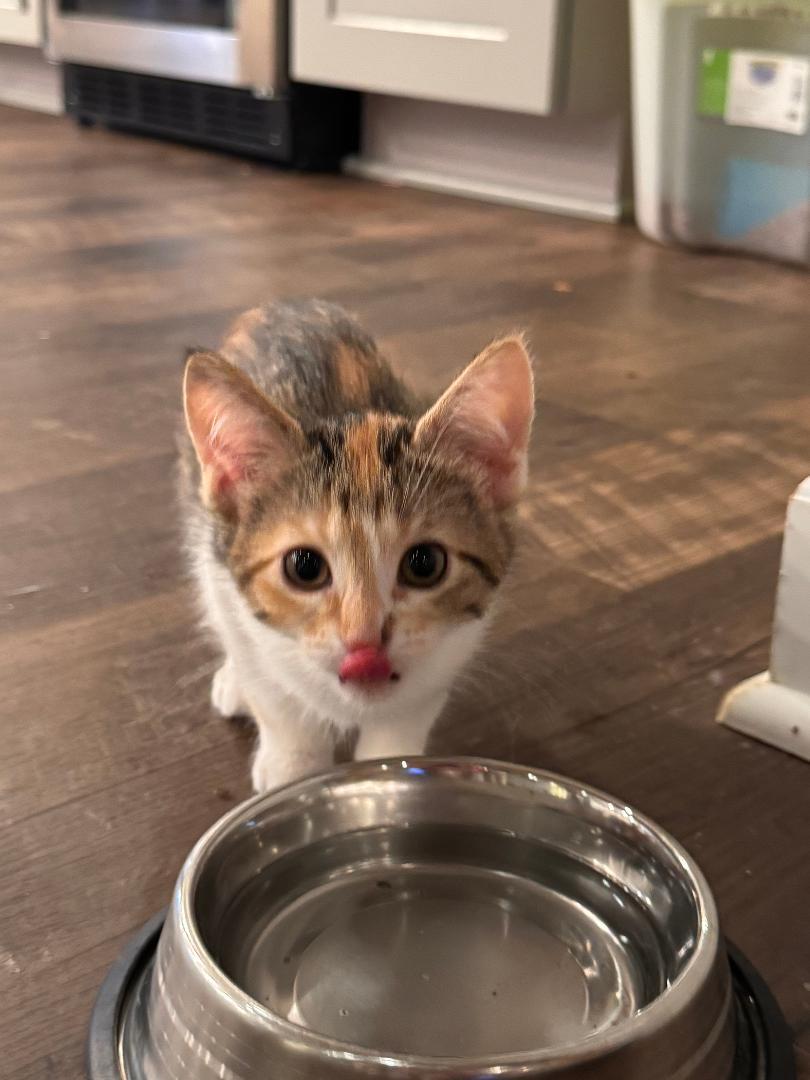 Enlarge Amelia, an adopted Domestic Short Hair in Mokena, IL image 1/2