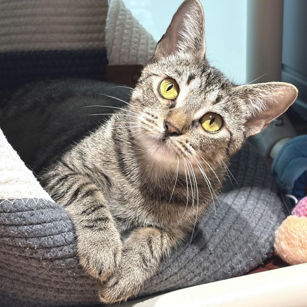 Enlarge Dana, a Adoptable Domestic Short Hair in Sarasota, FL image 2/6