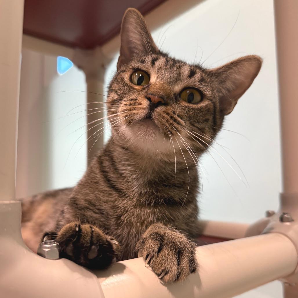 Dana, a Adoptable Domestic Short Hair in Sarasota, FL image 2/6