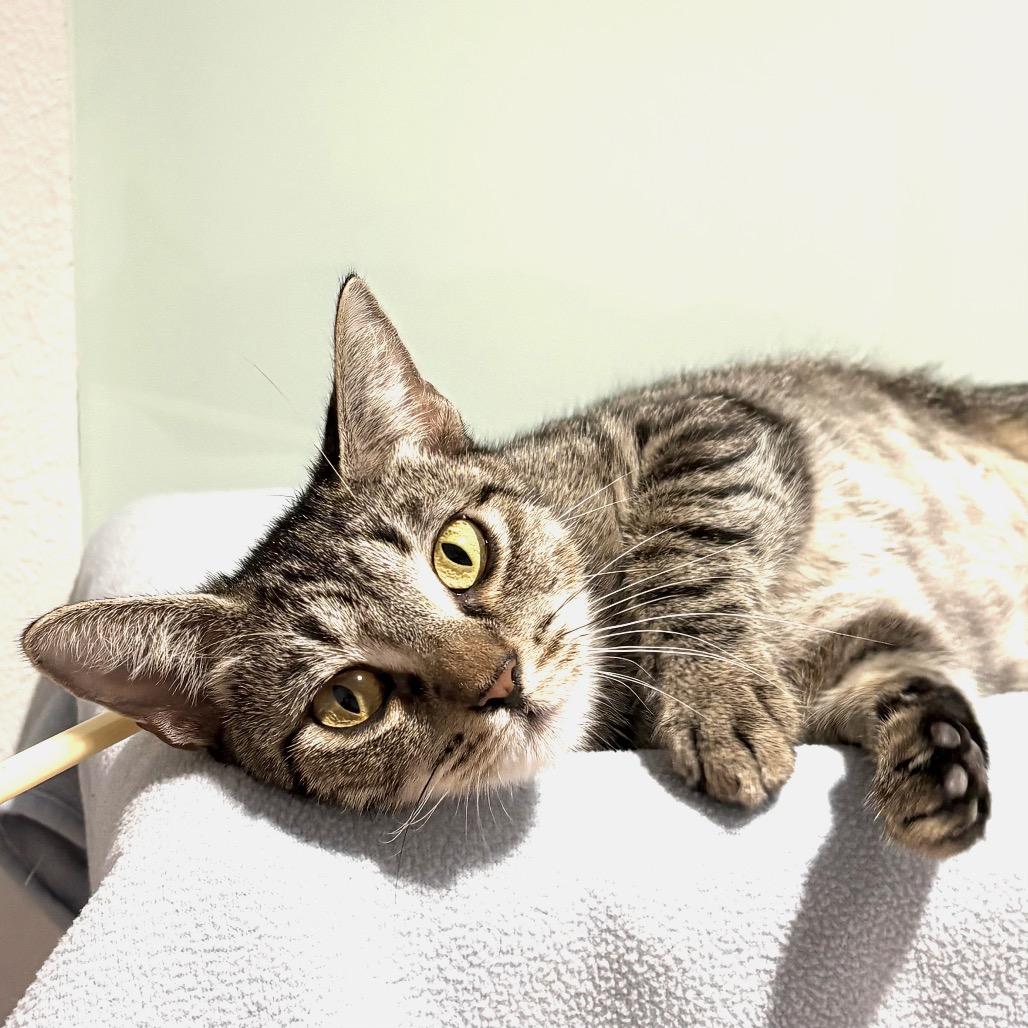 Enlarge Dana, a Adoptable Domestic Short Hair in Sarasota, FL image 3/6
