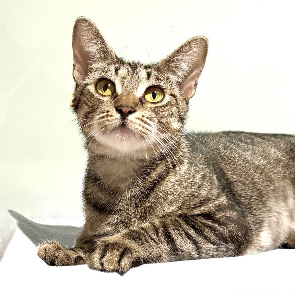Enlarge Dana, a Adoptable Domestic Short Hair in Sarasota, FL image 4/6
