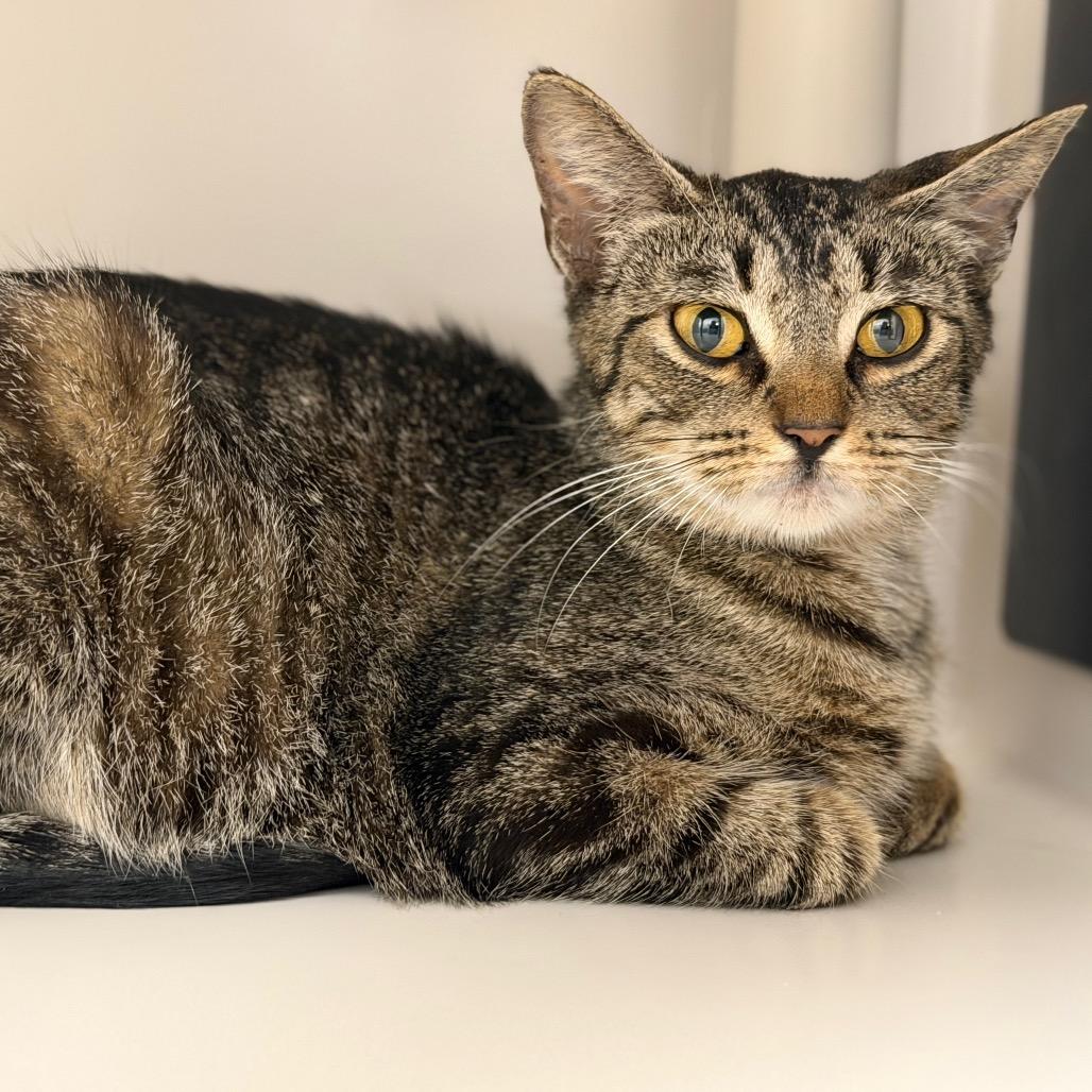 Enlarge Dana, a Adoptable Domestic Short Hair in Sarasota, FL image 5/6