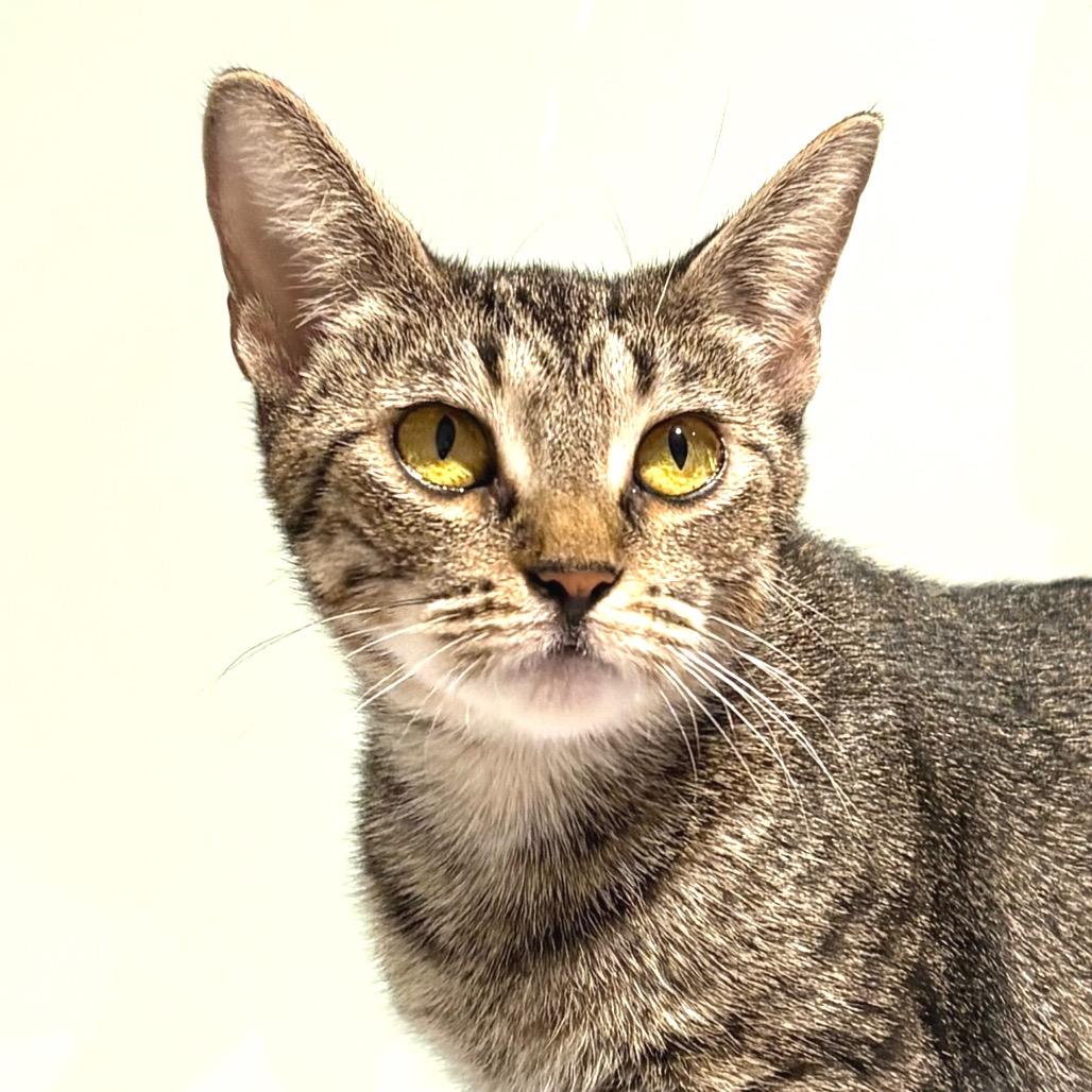 Enlarge Dana, a Adoptable Domestic Short Hair in Sarasota, FL image 6/6