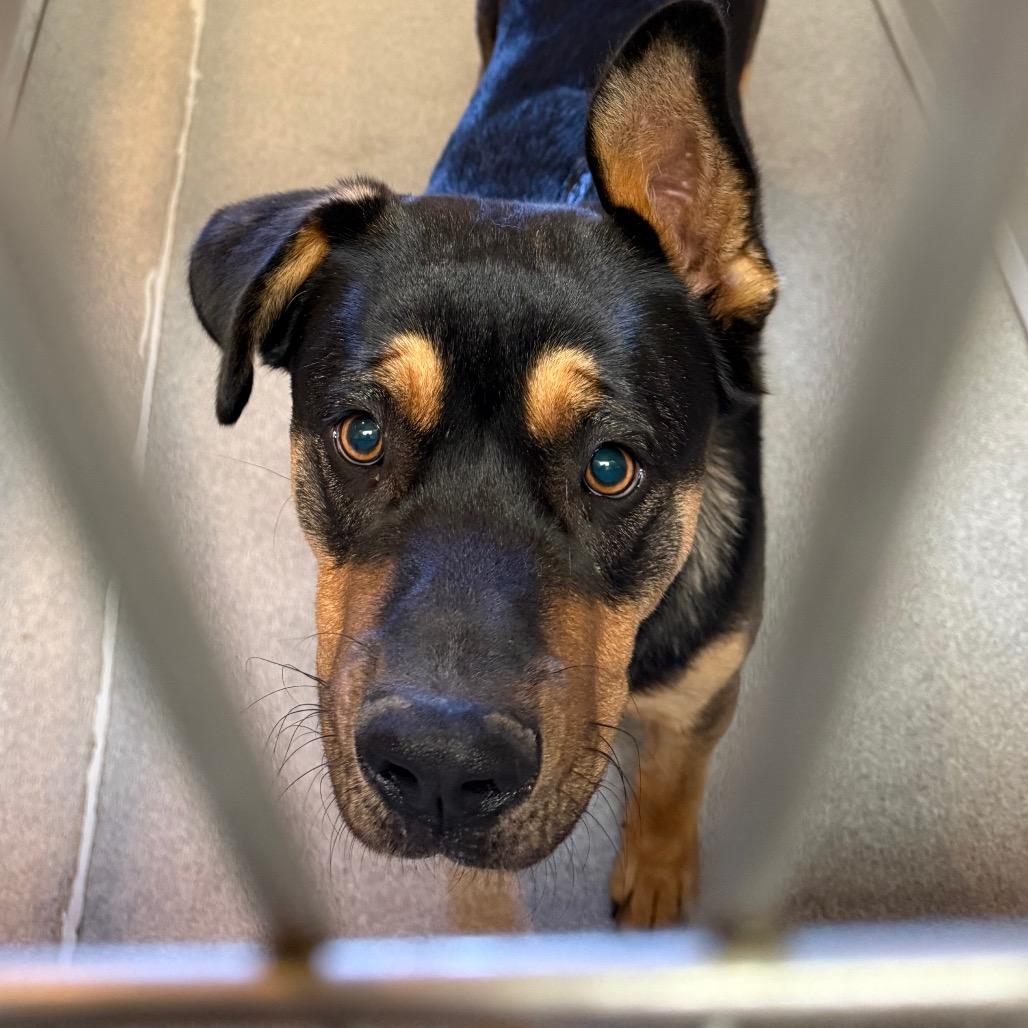 Goomba, Adoptable, Young Male German Shepherd Dog & Rottweiler.