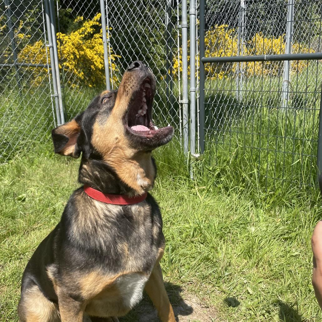 Goomba, Adoptable, Young Male German Shepherd Dog & Rottweiler.