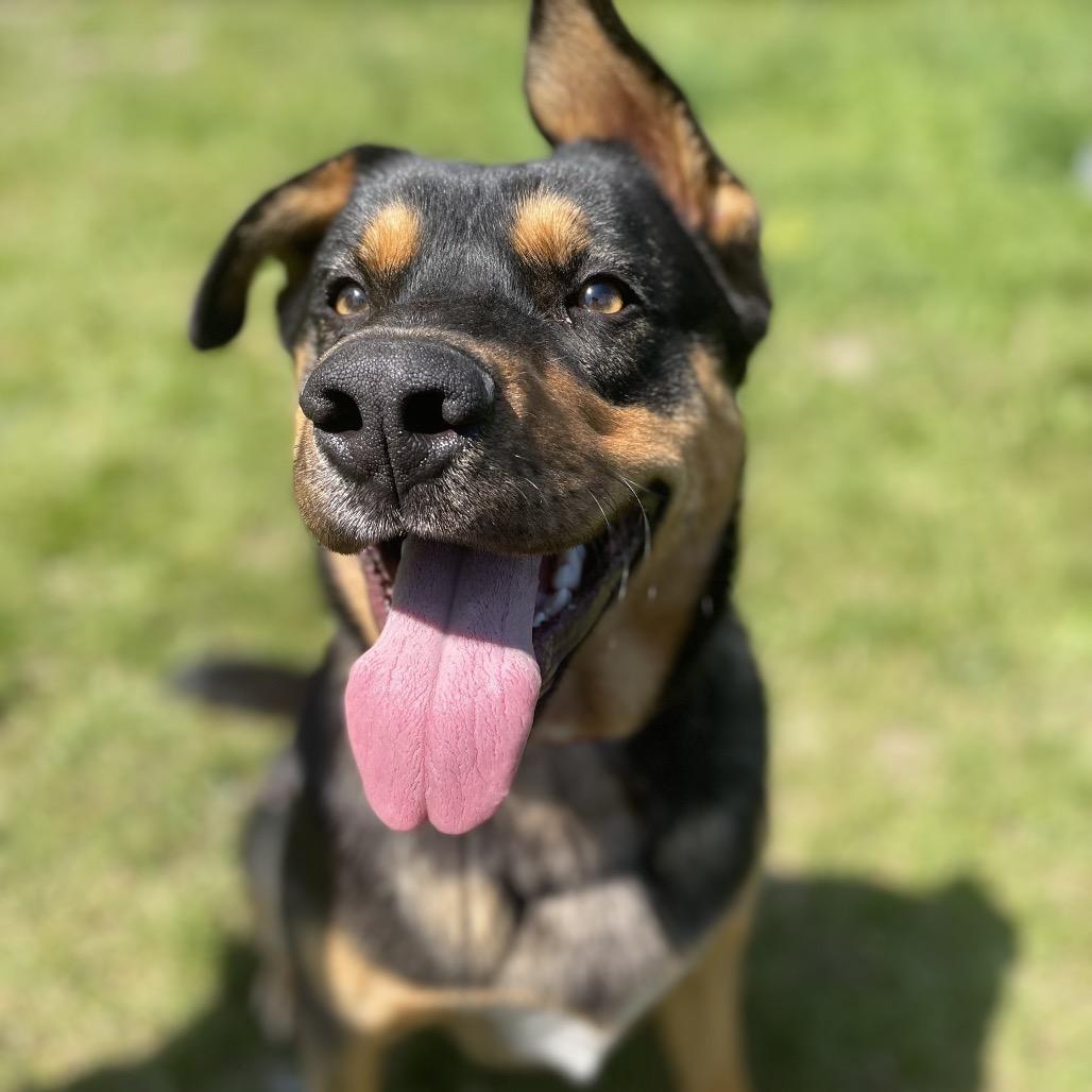 Enlarge Goomba, a Adoptable mixed breed in Port Angeles, WA image 4/6