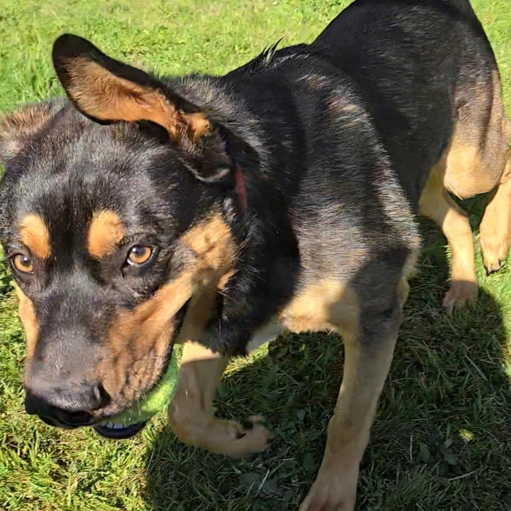 Enlarge Goomba, a Adoptable mixed breed in Port Angeles, WA image 5/6