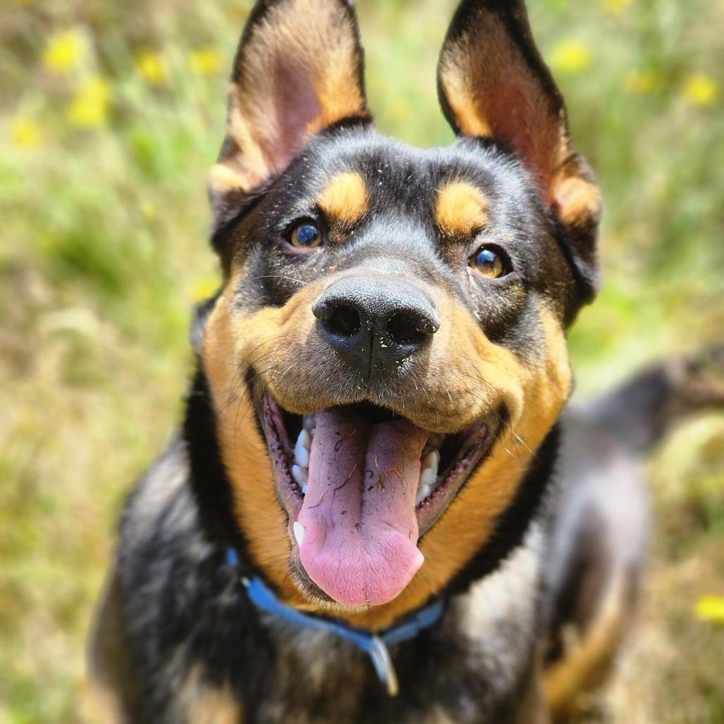 Goomba, a Adoptable mixed breed in Port Angeles, WA image 5/6