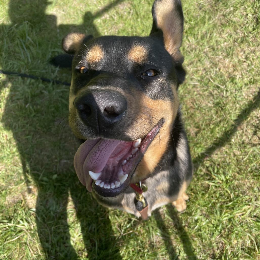Enlarge Goomba, a Adoptable mixed breed in Port Angeles, WA image 6/6