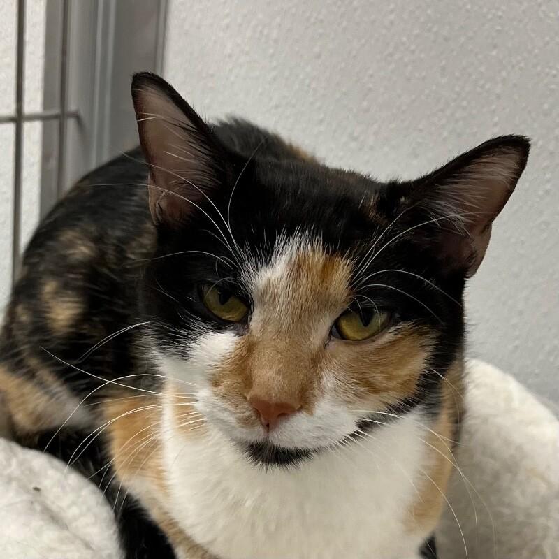 Mew Mew, Adoptable, Adult Female Domestic Short Hair.