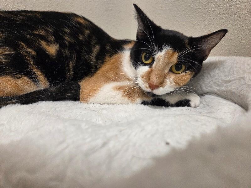 Enlarge Mew Mew, a Adoptable Domestic Short Hair in Yankton, SD image 1/4