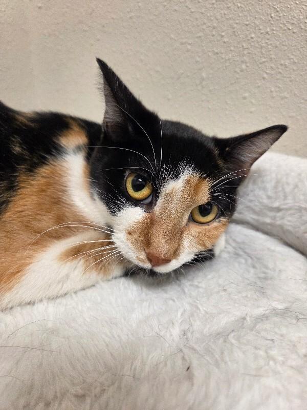 Enlarge Mew Mew, a Adoptable Domestic Short Hair in Yankton, SD image 2/4