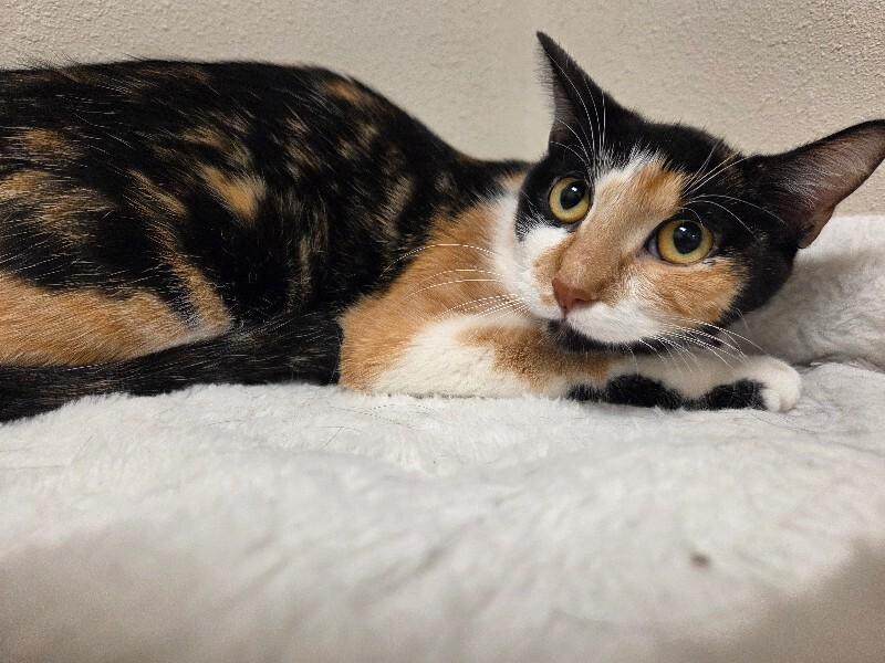 Enlarge Mew Mew, a Adoptable Domestic Short Hair in Yankton, SD image 4/4