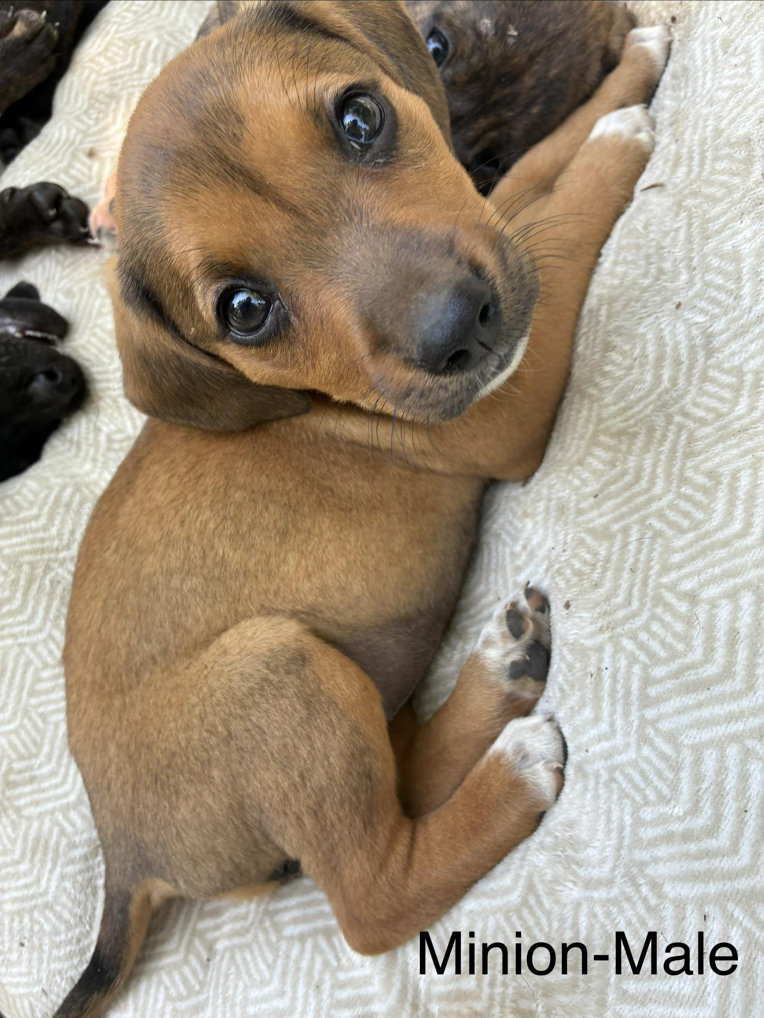 Minion, adopted, Puppy Male Hound.