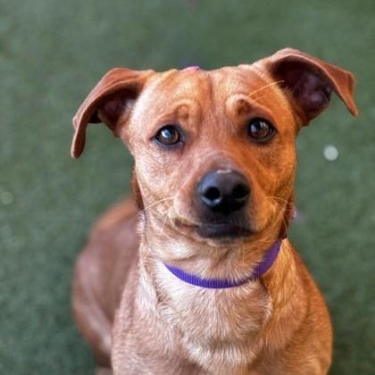 Enlarge Apollo, a Adoptable mixed breed in Merriam, KS image 1/1