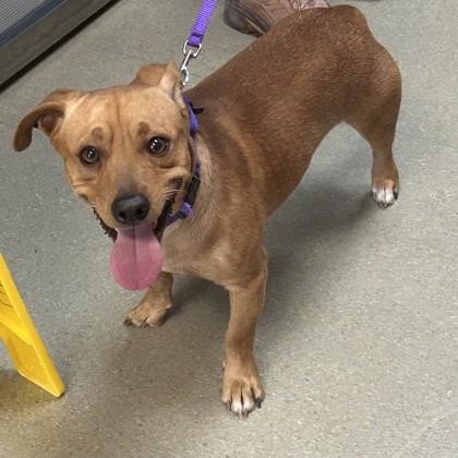 Enlarge Apollo, a Adoptable mixed breed in Merriam, KS image 1/2