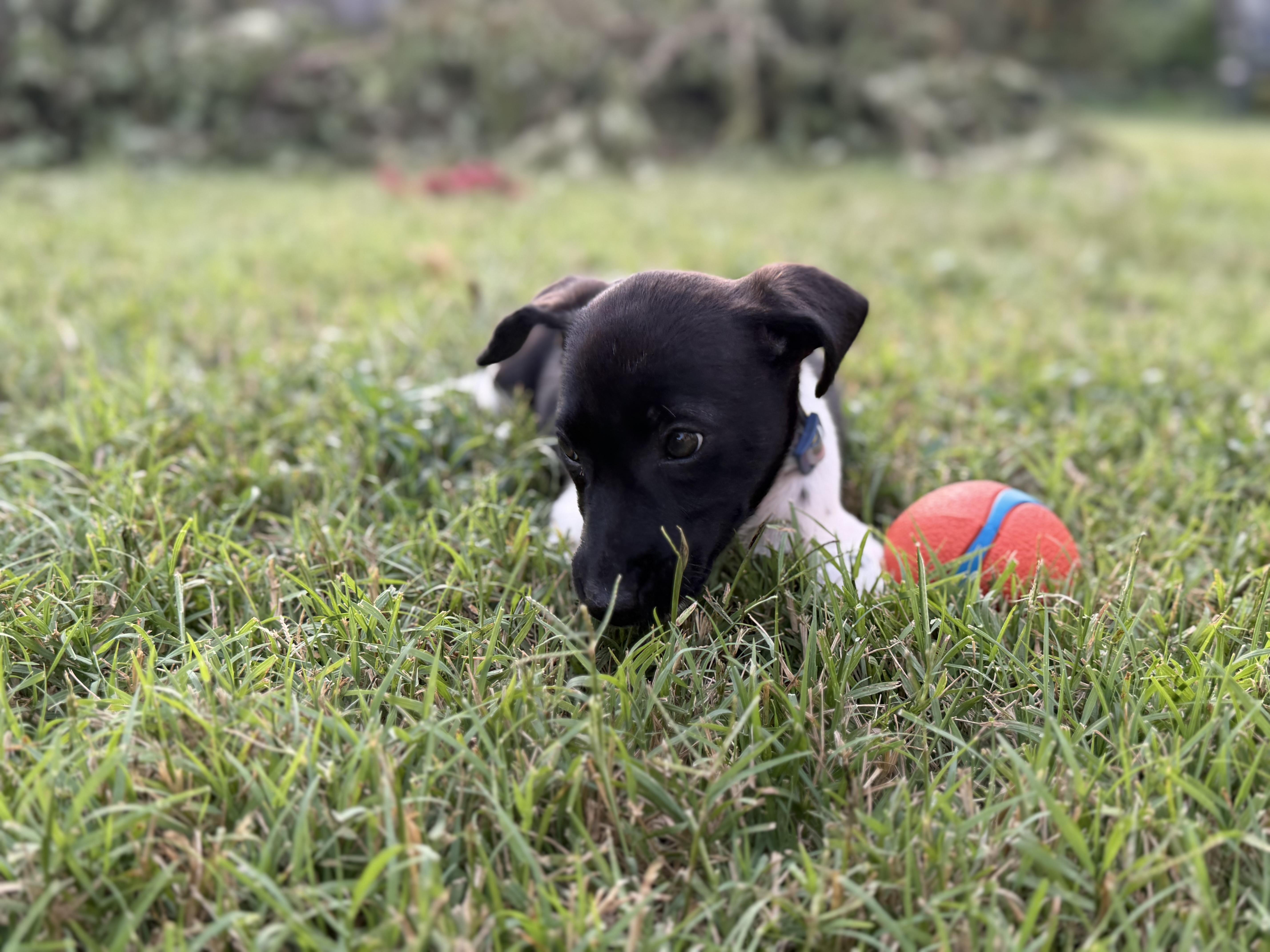 Enlarge Nine, a Adoptable mixed breed in Richmond, VA image 3/6