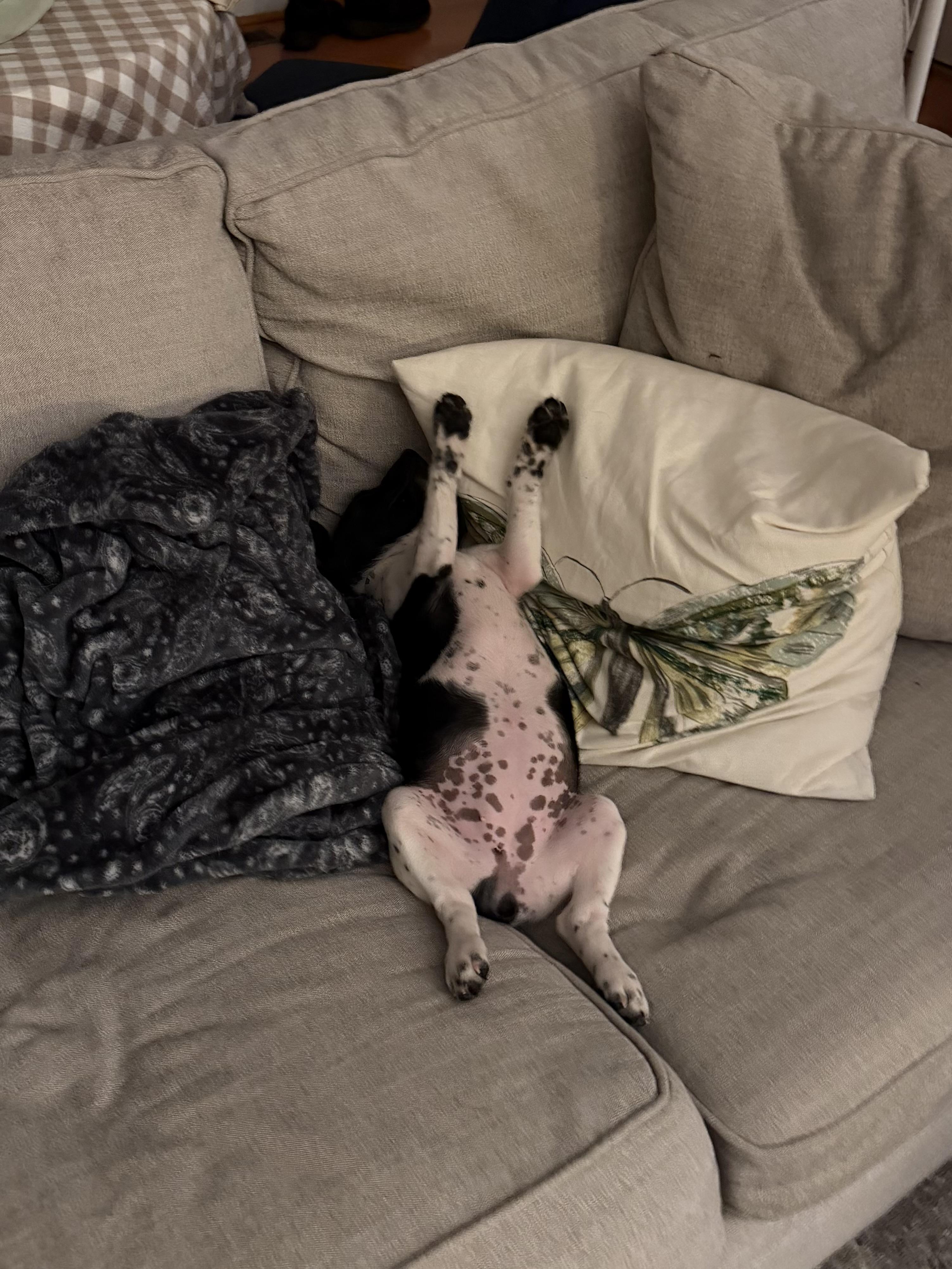 Enlarge Nine, a Adoptable mixed breed in Richmond, VA image 6/6