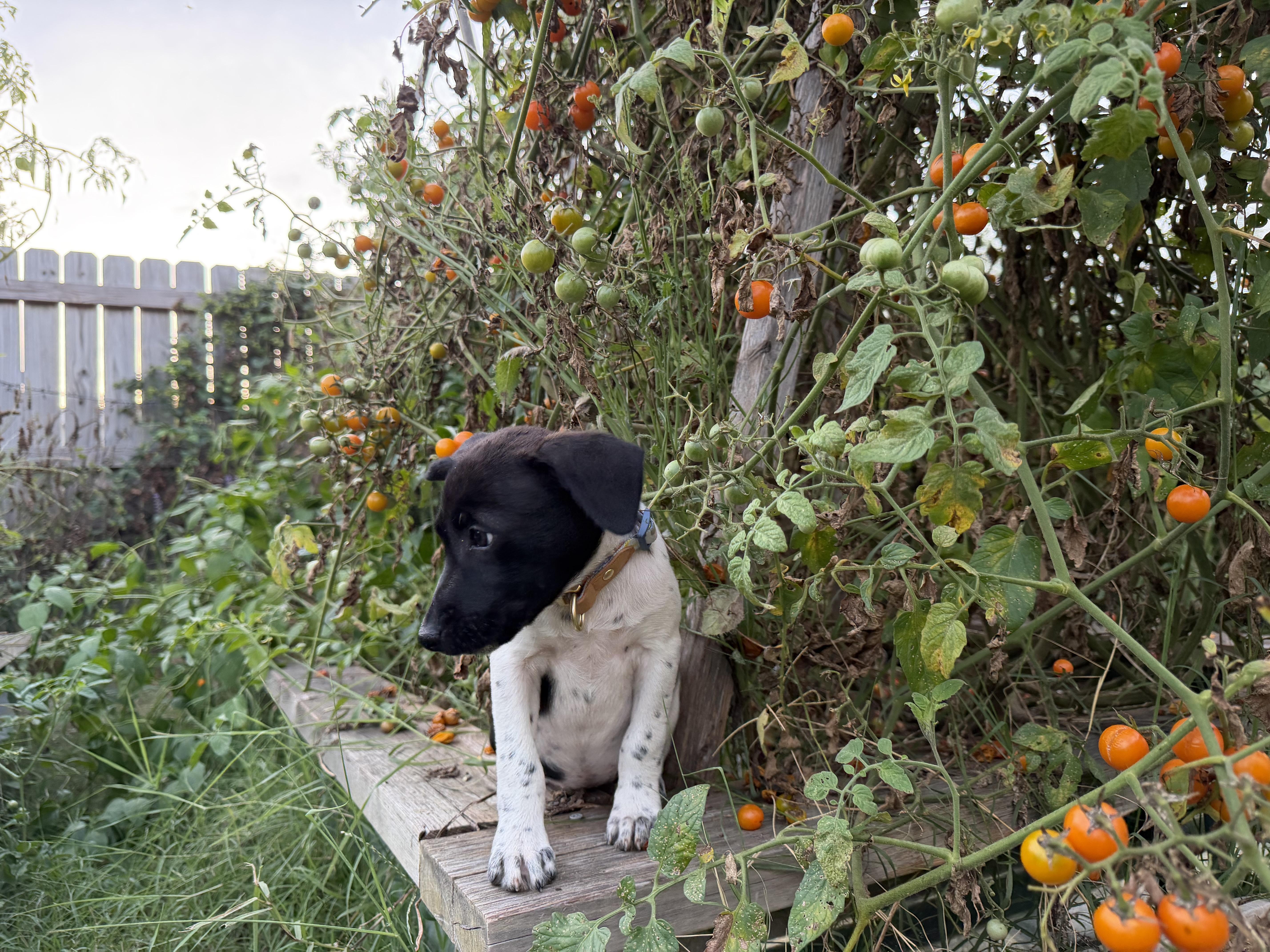 Enlarge Nine, a Adoptable mixed breed in Richmond, VA image 4/6