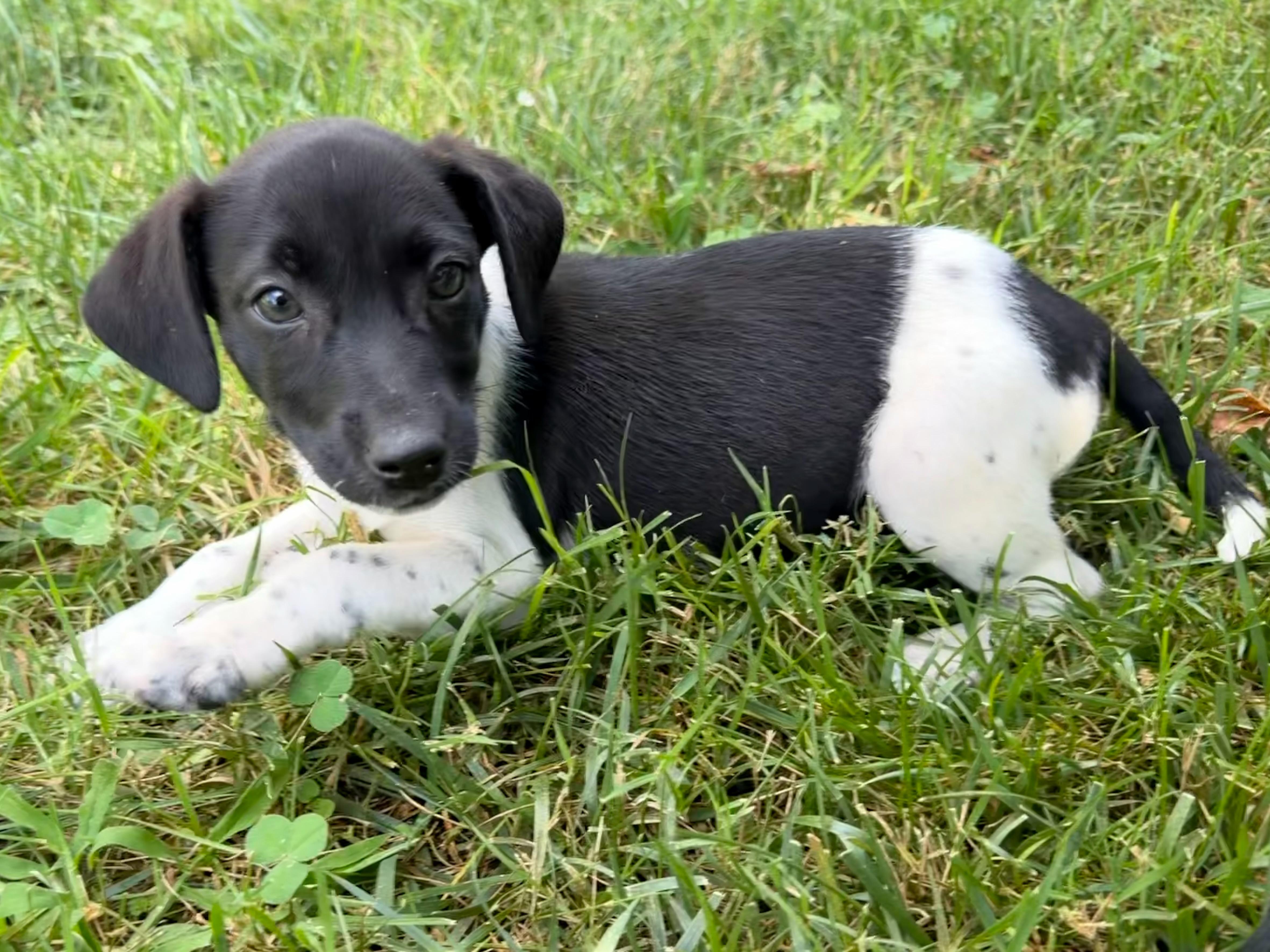 Enlarge Nine, a Adoptable mixed breed in Richmond, VA image 2/6