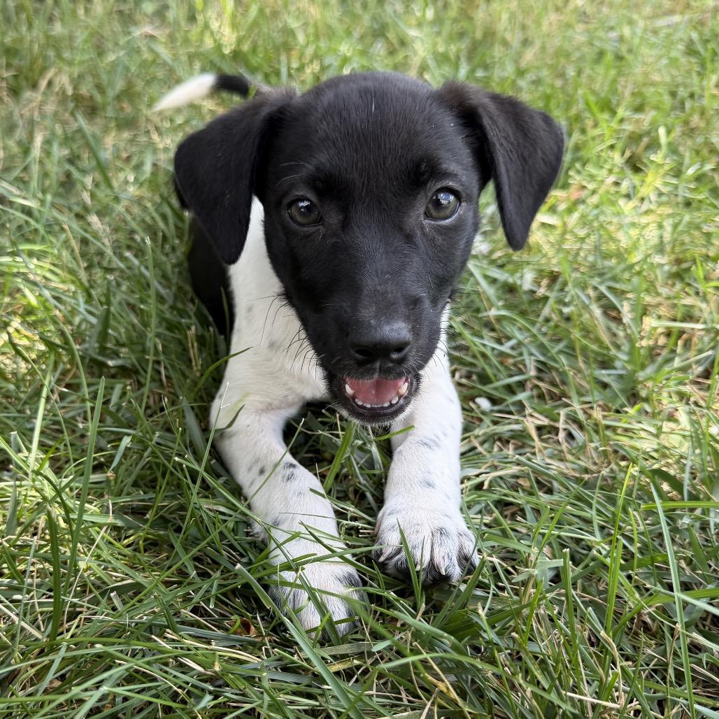 Nine, Adoptable, Puppy Female Hound.