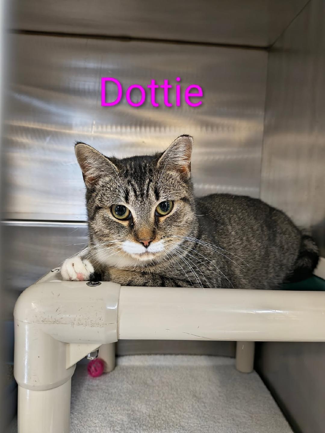Enlarge Dottie, a Adoptable mixed breed in Saint Marys, PA image 1/1