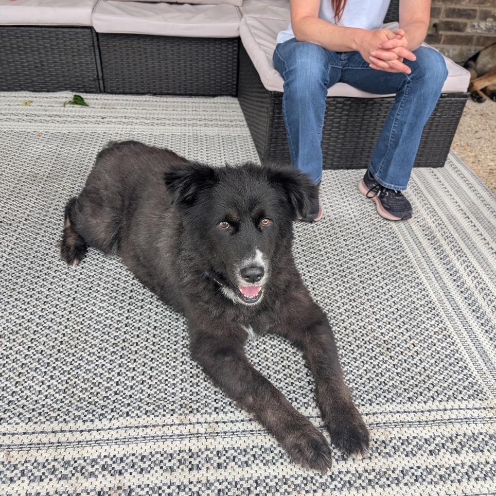 Bowie, Adoptable, Adult Male Border Collie.