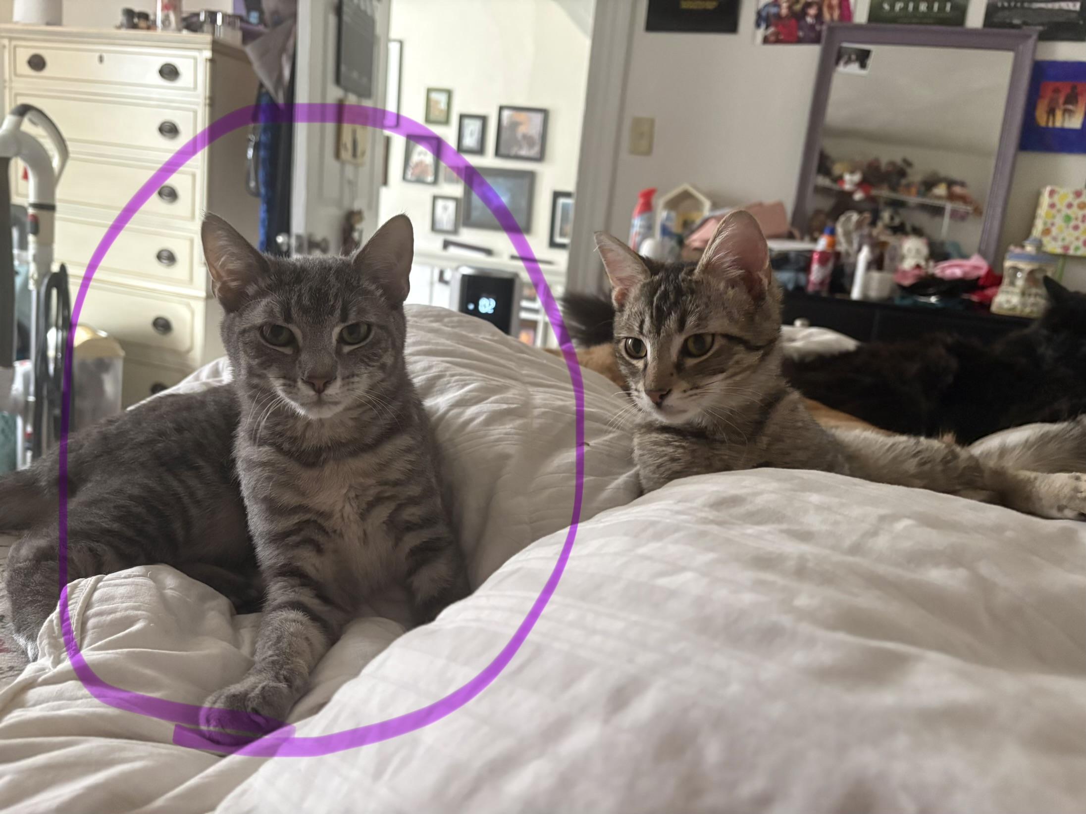 Carter, Adoptable, Young Male Domestic Short Hair.