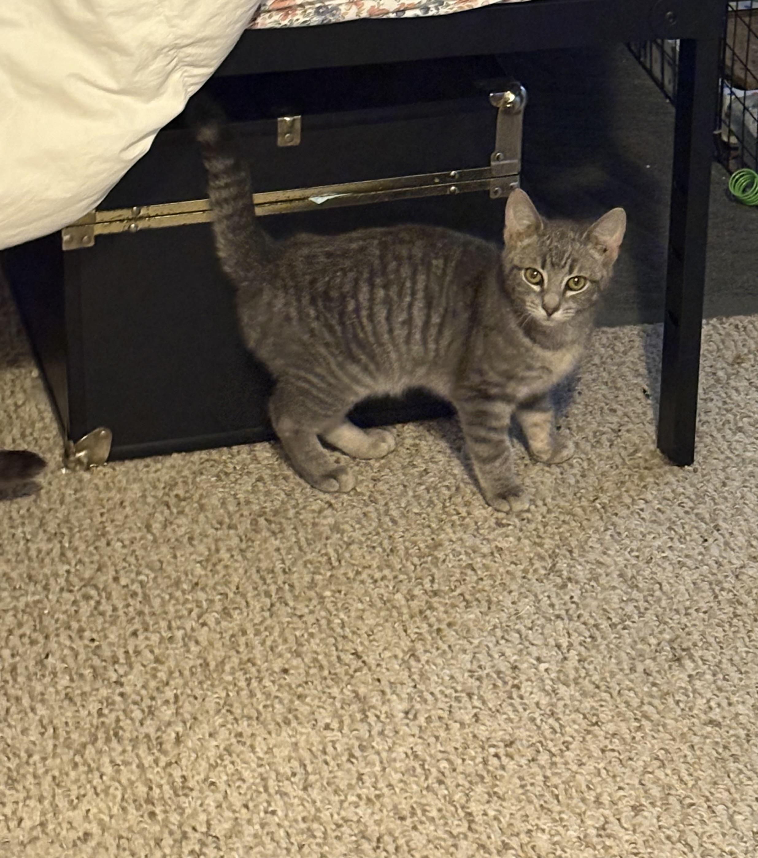 Enlarge Carter, a Adoptable mixed breed in Bethel Park, PA image 3/6