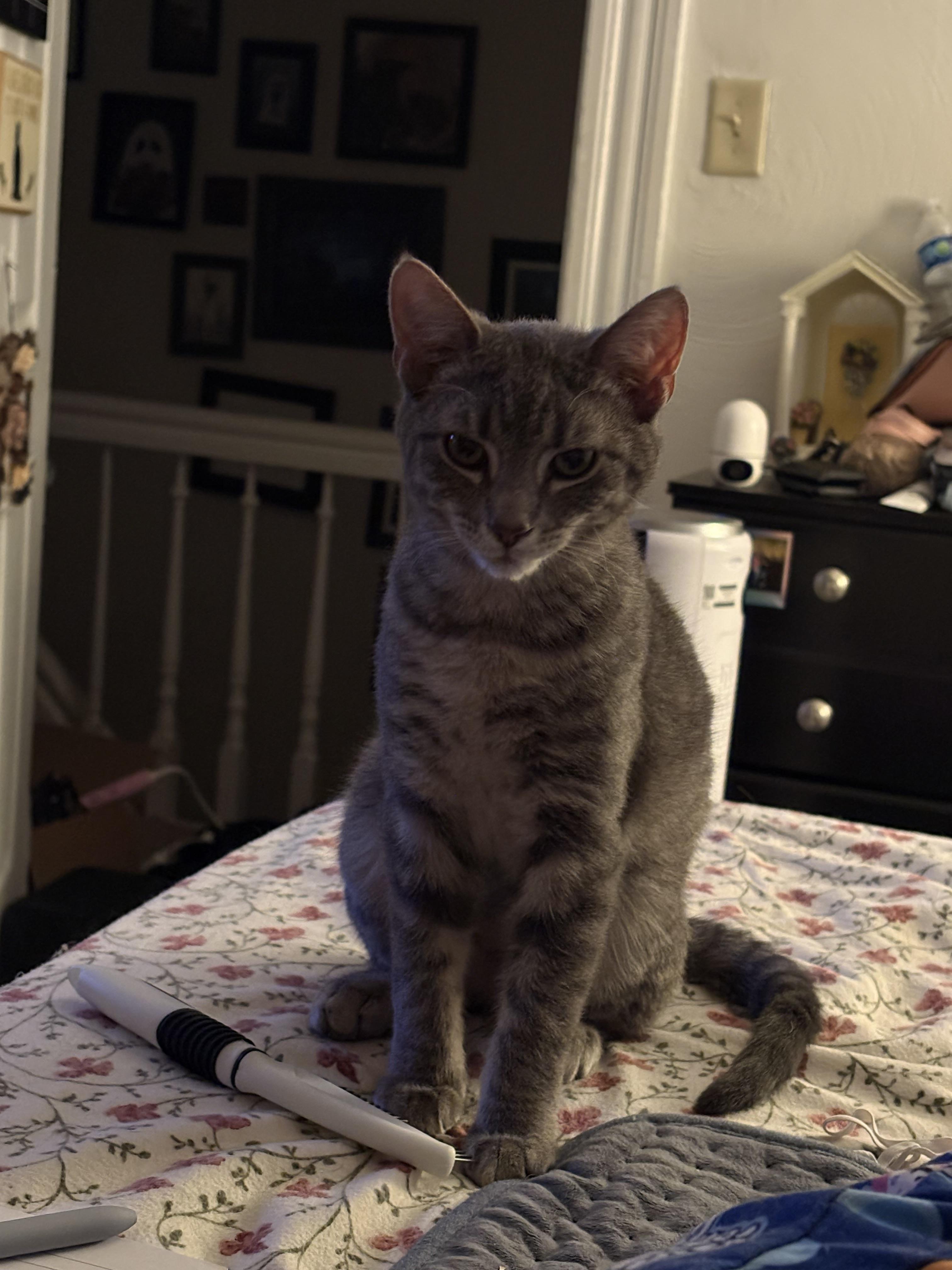 Enlarge Carter, a Adoptable mixed breed in Bethel Park, PA image 4/6