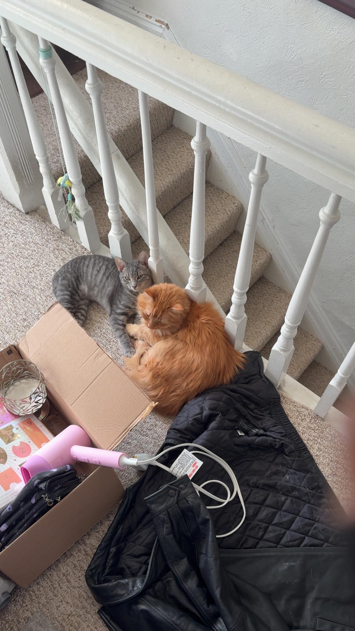 Enlarge Carter, a Adoptable mixed breed in Bethel Park, PA image 5/6