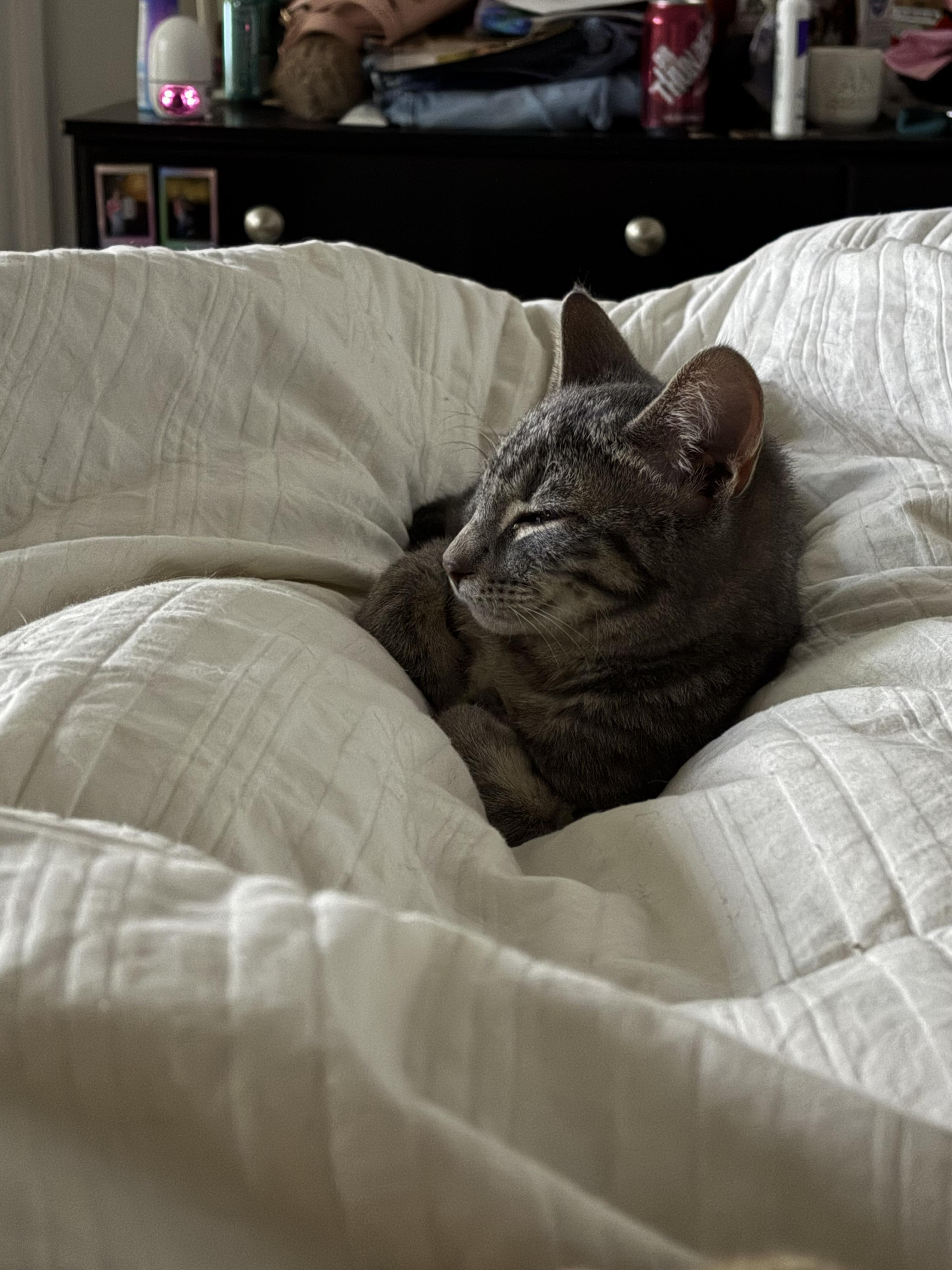 Enlarge Carter, a Adoptable mixed breed in Bethel Park, PA image 6/6