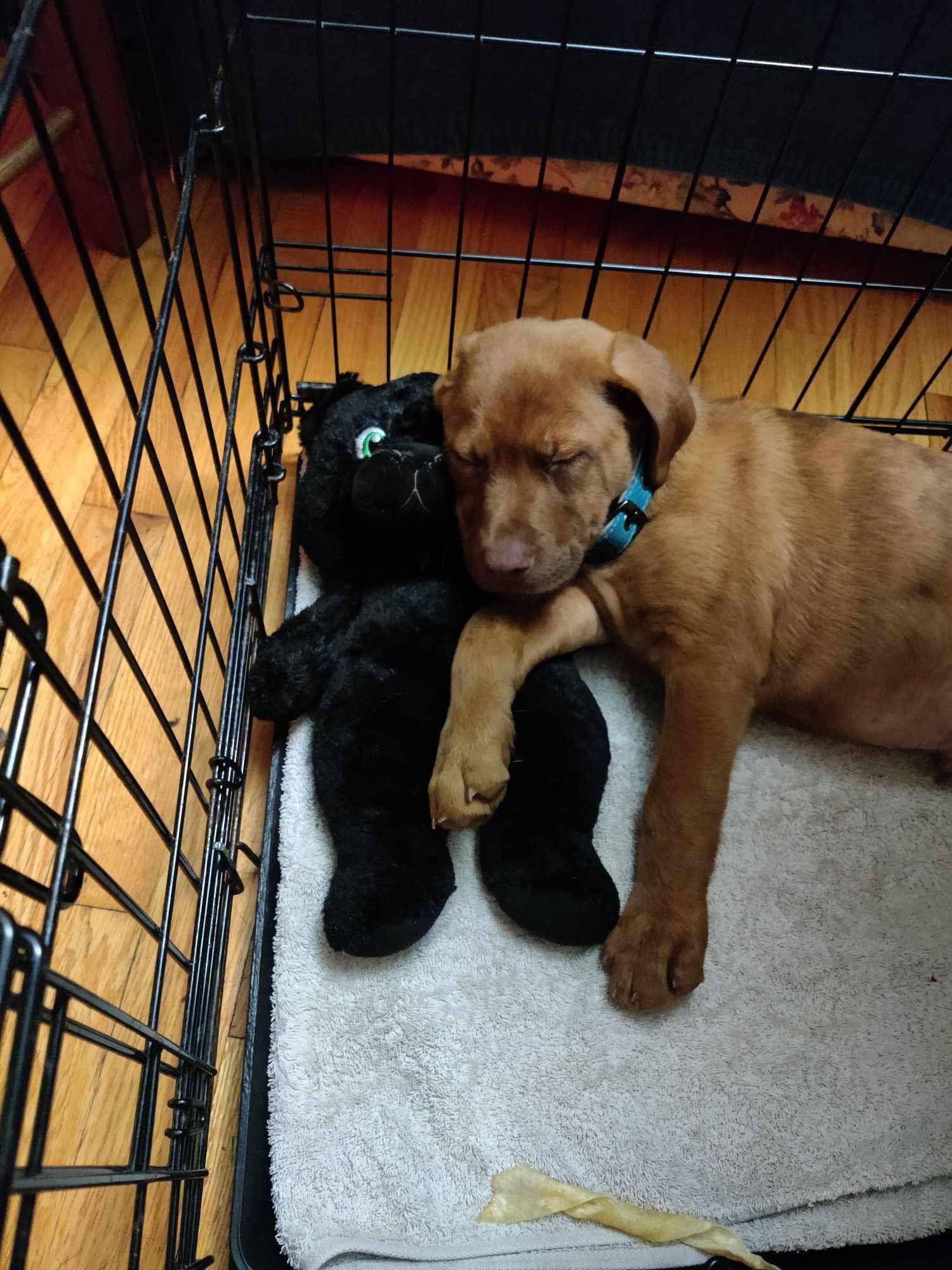 Scrabble, Miles, Adopted, Puppy Male Australian Shepherd & Doberman Pinscher.