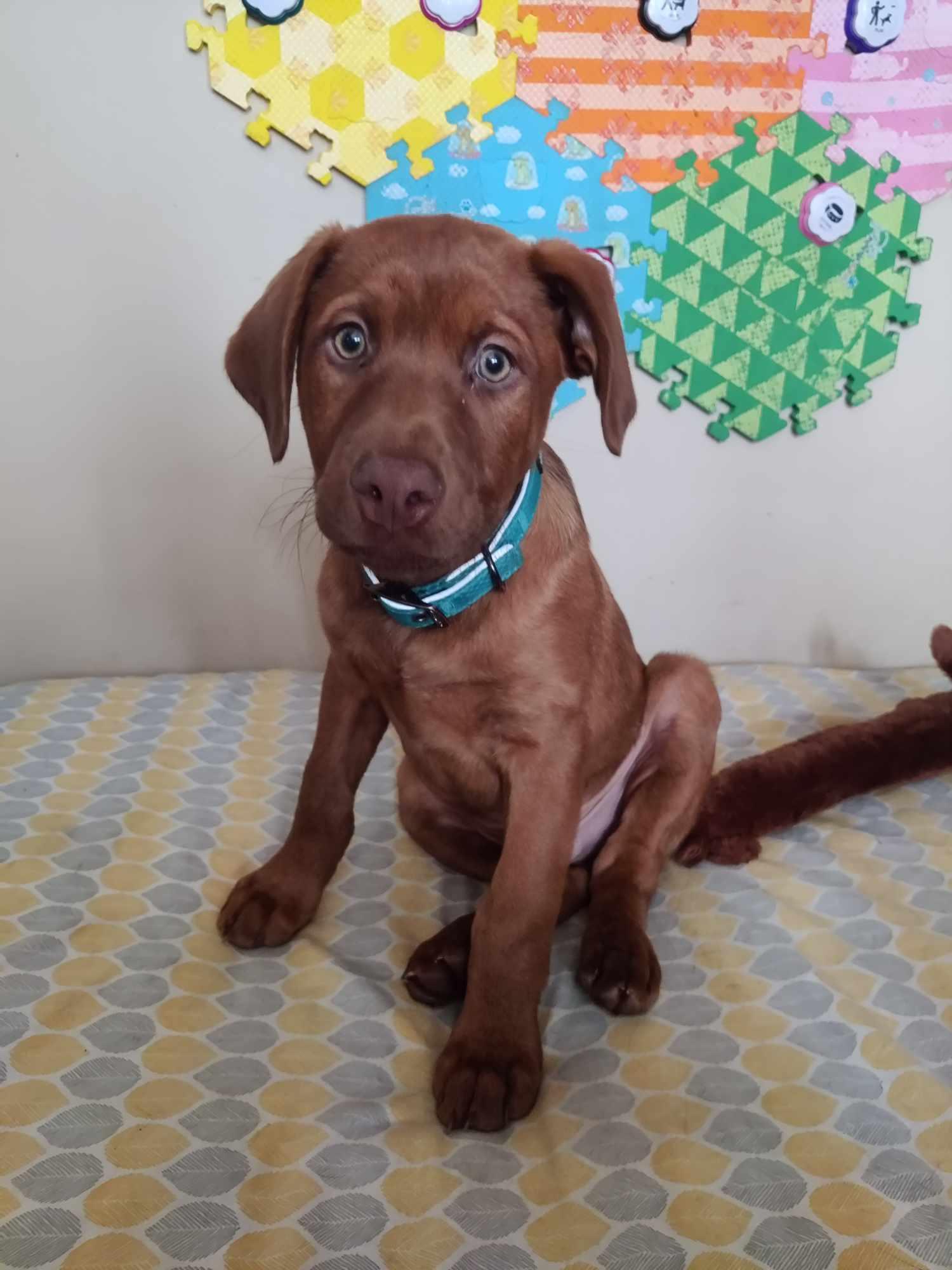 Scrabble, Miles, Adopted, Puppy Male Australian Shepherd & Doberman Pinscher.