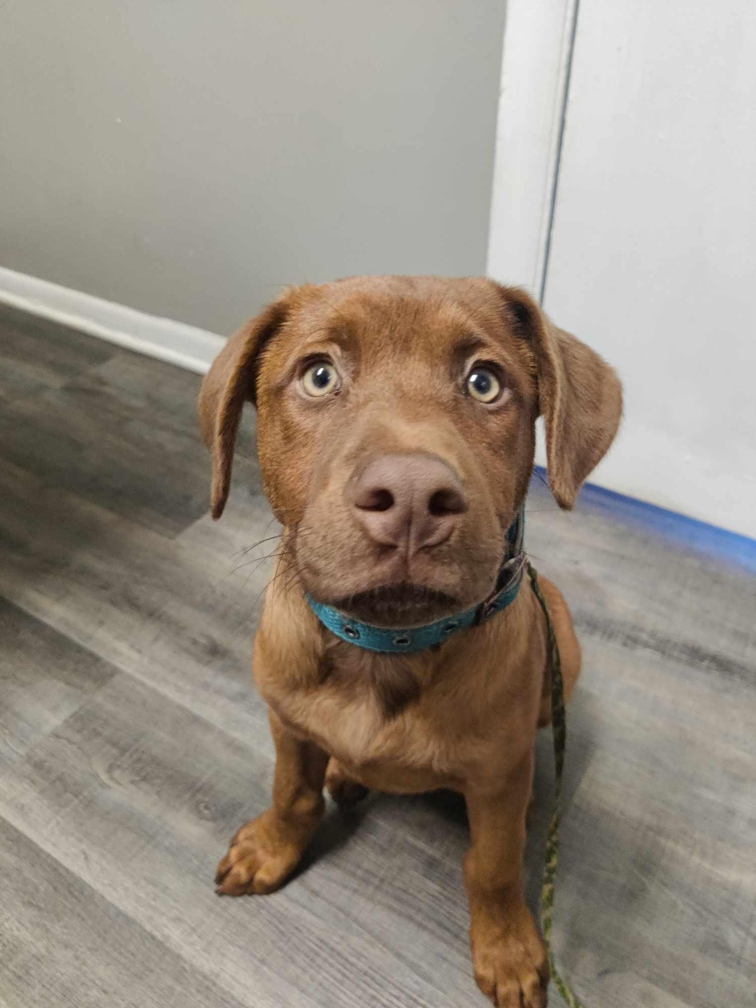 Scrabble, Miles, a Adopted mixed breed in Aurora, OH image 3/3