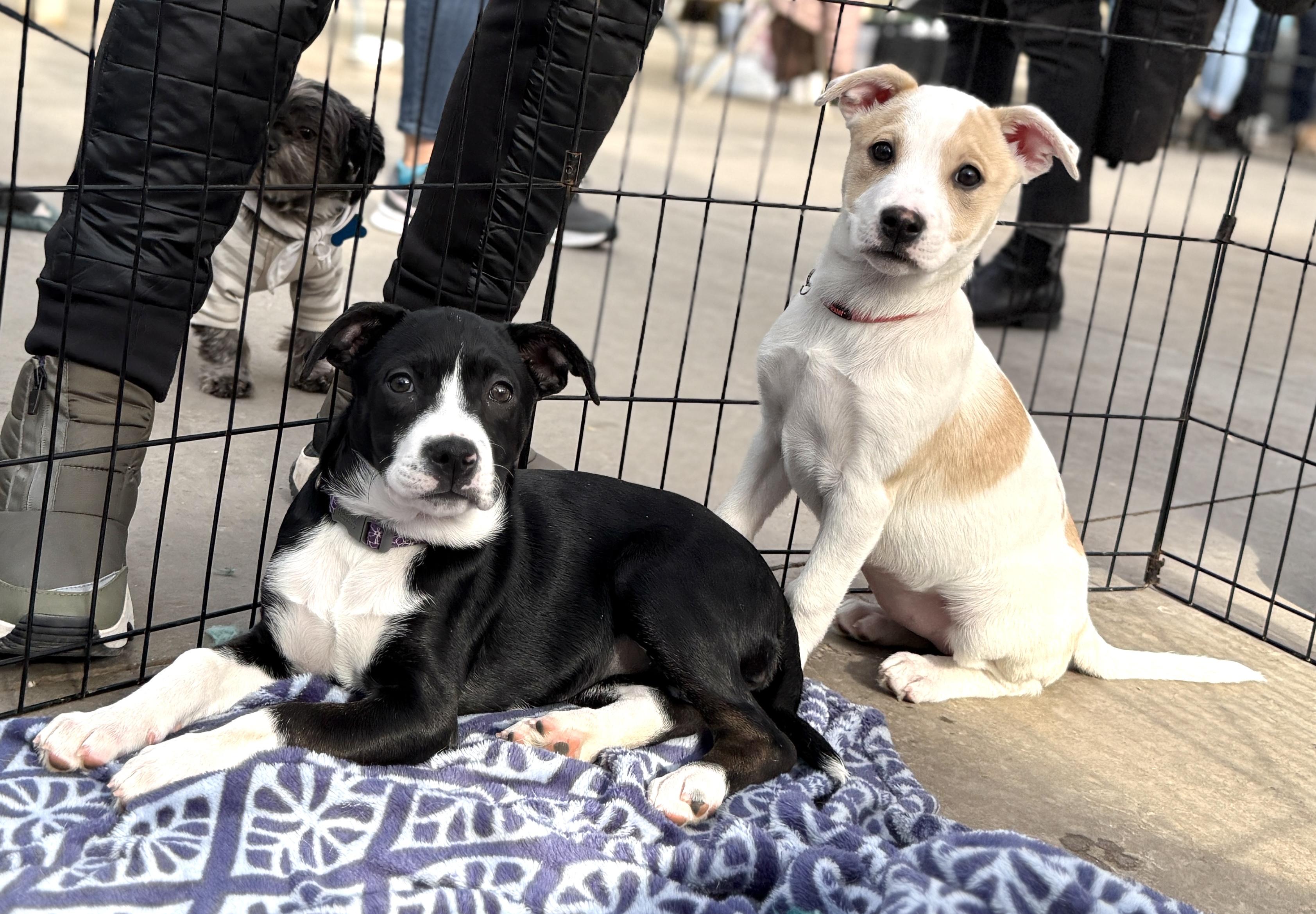 Enlarge Eleni, a ADOPTABLE mixed breed in Minneapolis, MN image 2/6