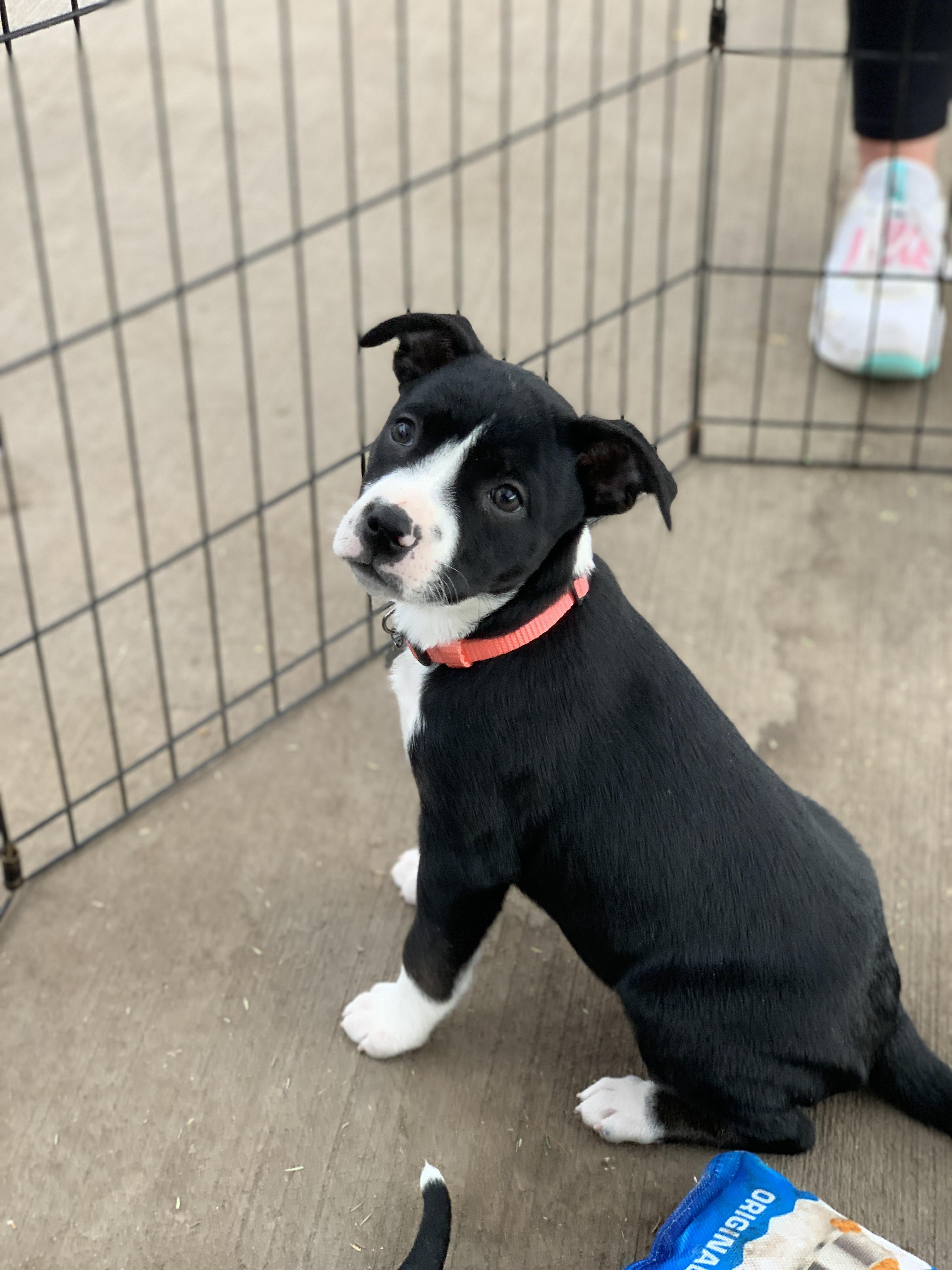 Enlarge Eleni, a ADOPTABLE mixed breed in Minneapolis, MN image 4/6