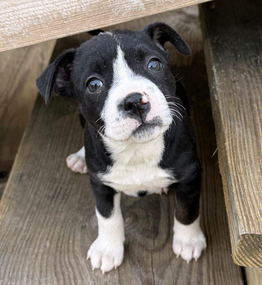 Enlarge Eleni, a ADOPTABLE mixed breed in Minneapolis, MN image 3/6