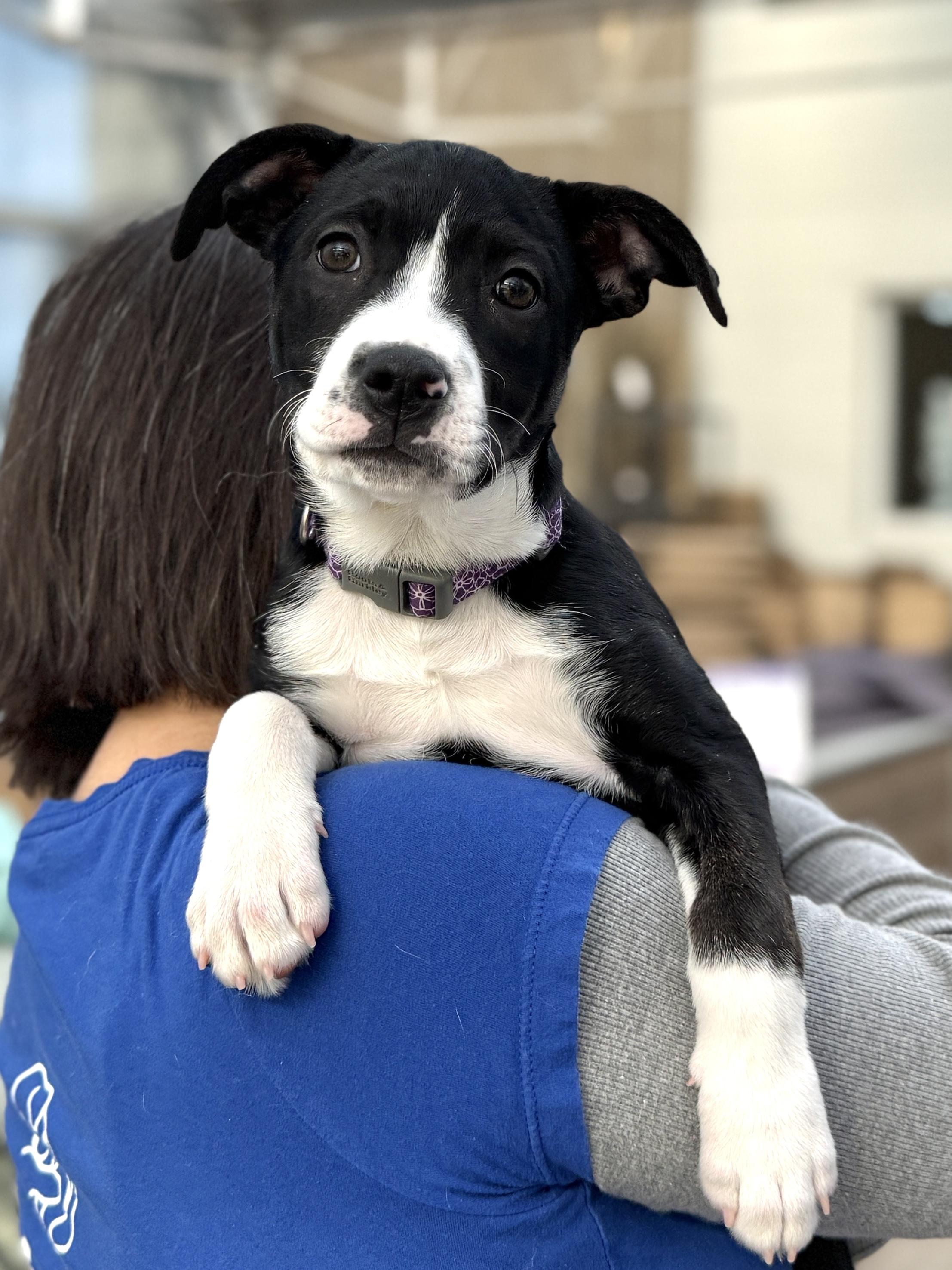Eleni, ADOPTABLE, Puppy Female Border Collie & Boxer.