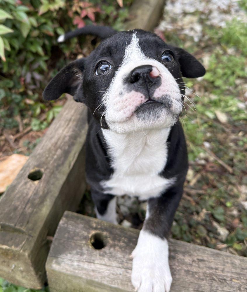 Enlarge Eleni, a ADOPTABLE mixed breed in Minneapolis, MN image 5/6