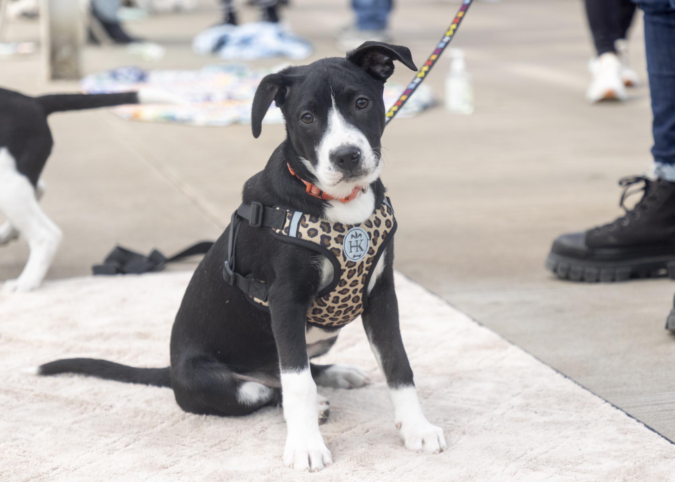 Eleni, ADOPTABLE, Puppy Female Border Collie & Boxer.