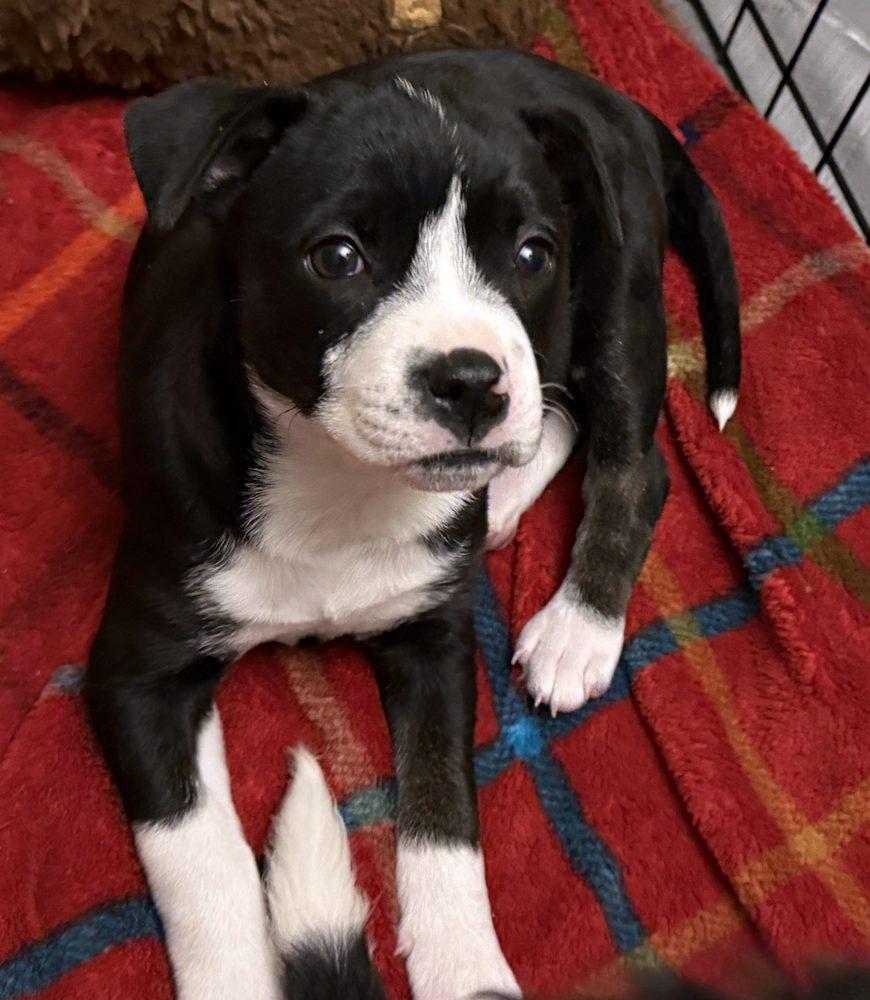 Enlarge Eleni, a ADOPTABLE mixed breed in Minneapolis, MN image 6/6