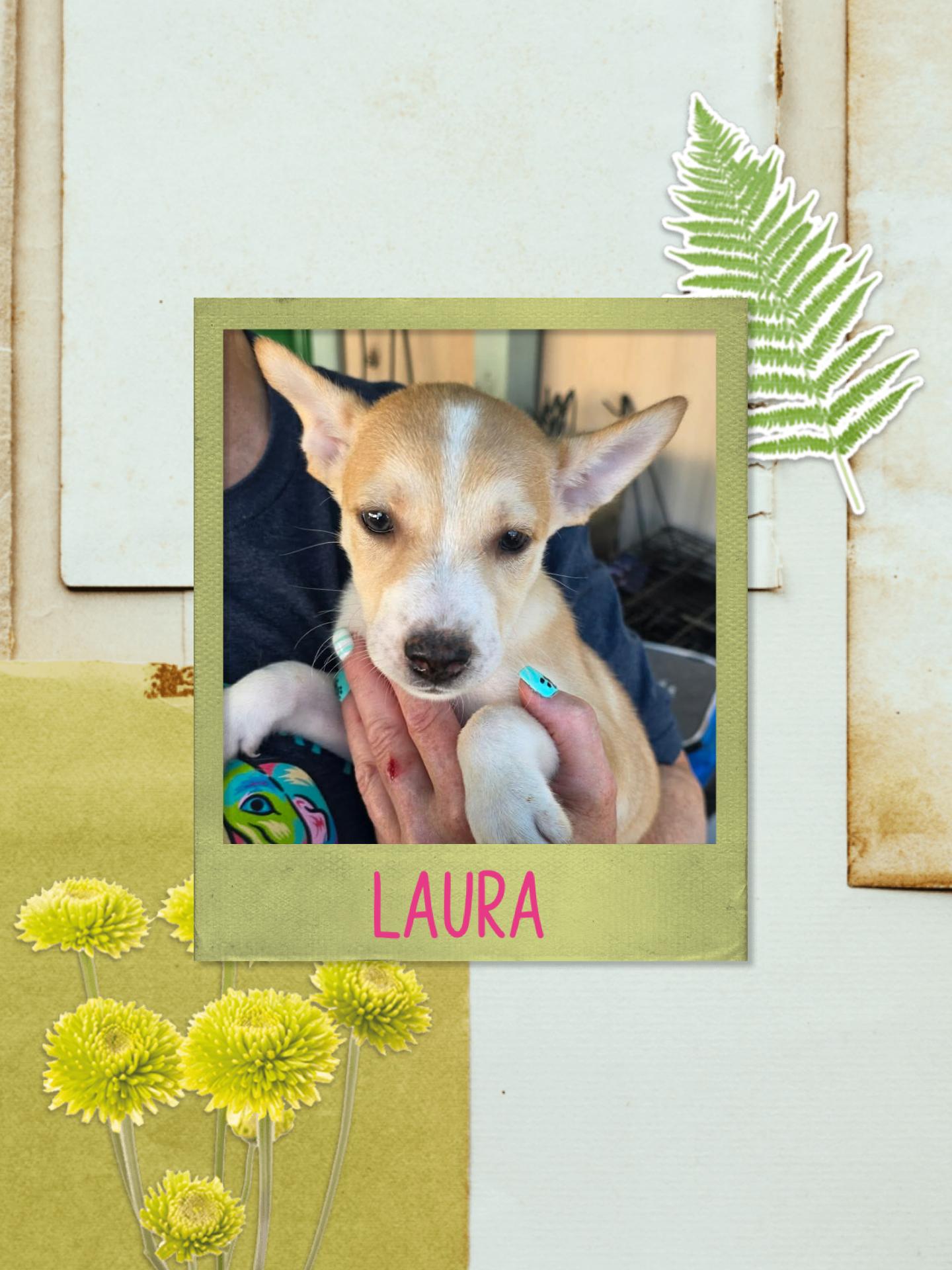 Enlarge Laura, a Adoptable mixed breed in Eugene, OR image 2/4