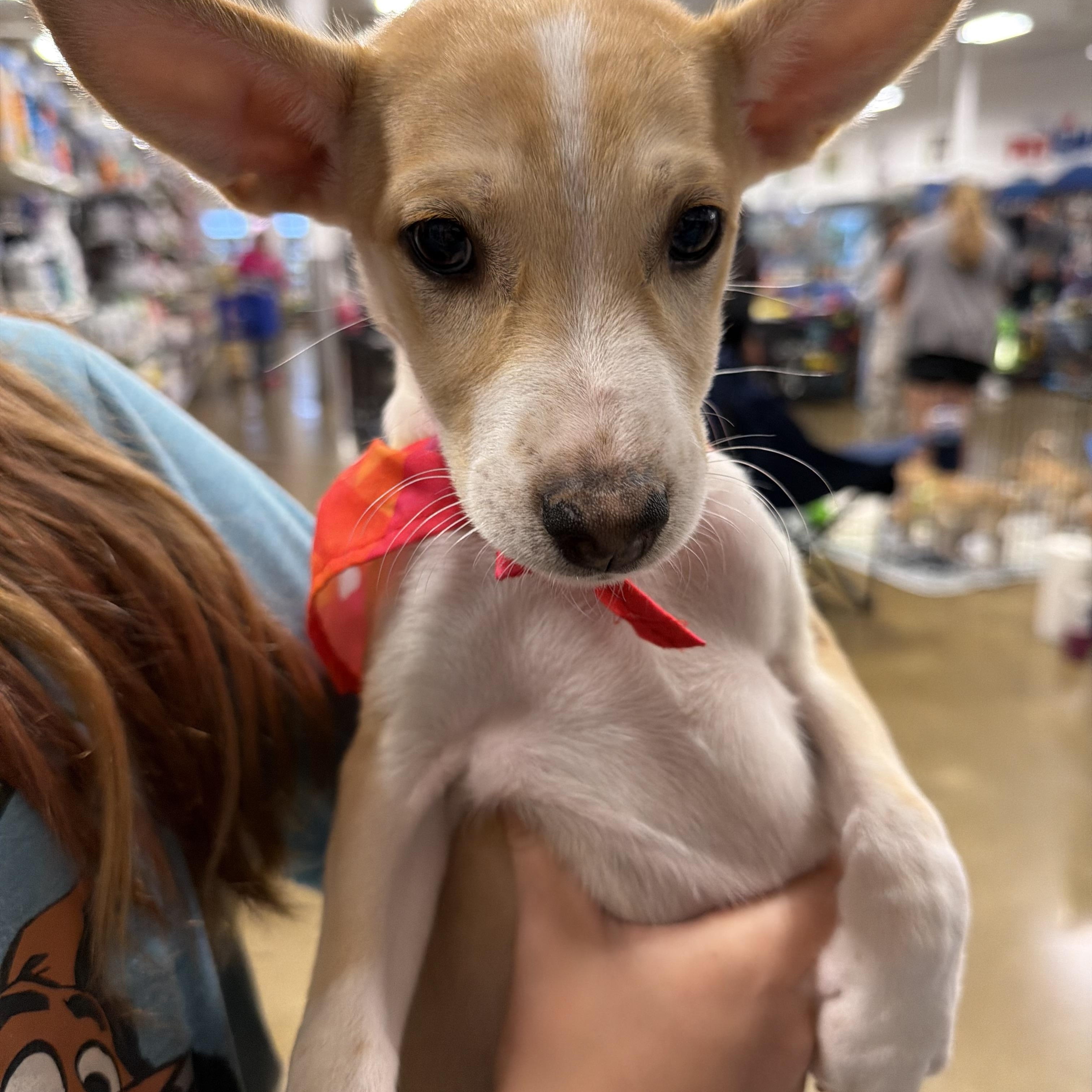 Laura, Adoptable, Puppy Female Chihuahua.