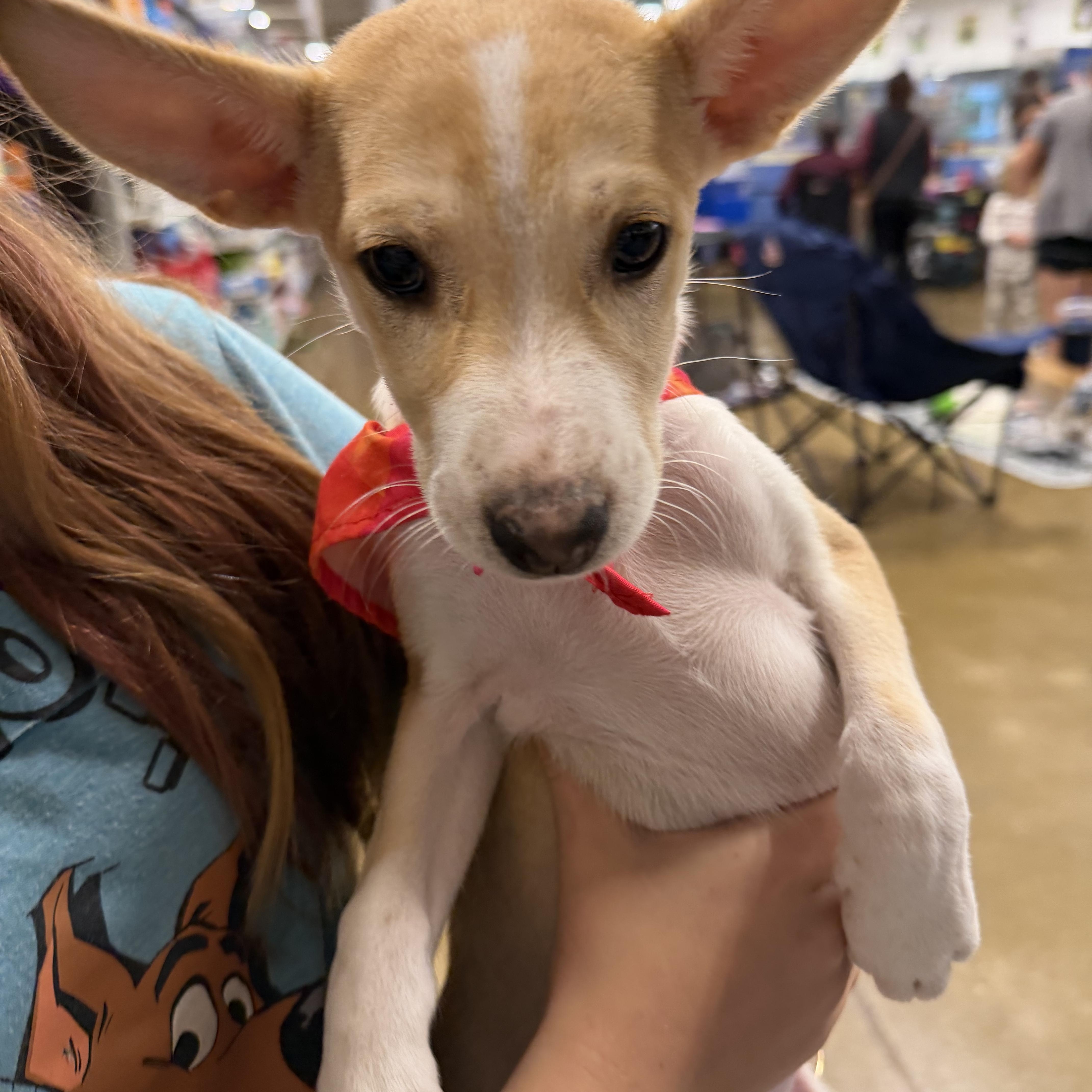 Enlarge Laura, a Adoptable mixed breed in Eugene, OR image 3/4