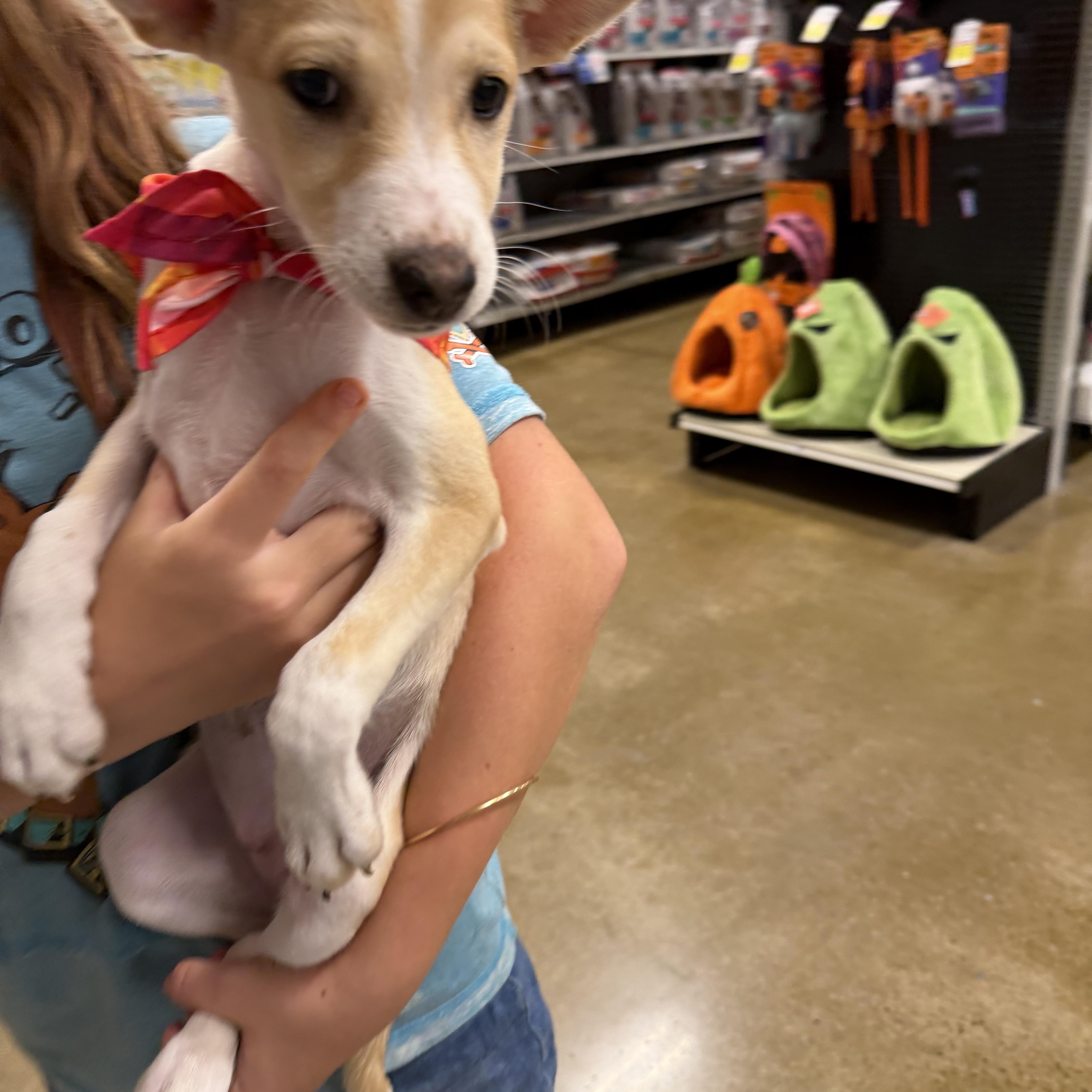 Enlarge Laura, a Adoptable mixed breed in Eugene, OR image 4/4