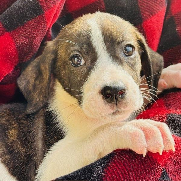 Enlarge Waffles, a Adoptable Mixed Breed in Williston, FL image 1/6