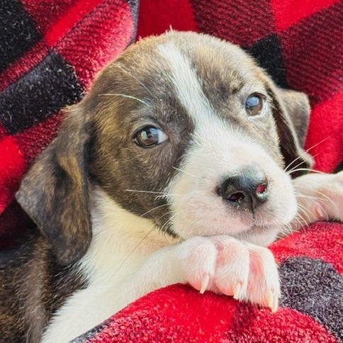 Enlarge Waffles, a Adoptable Mixed Breed in Williston, FL image 2/6