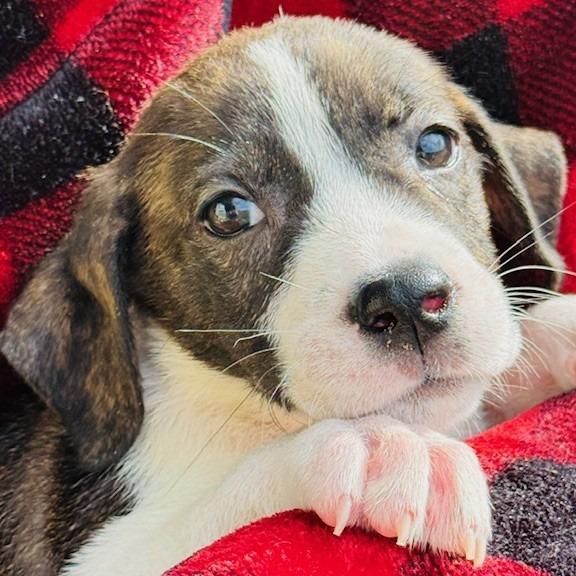 Enlarge Waffles, a Adoptable Mixed Breed in Williston, FL image 3/6