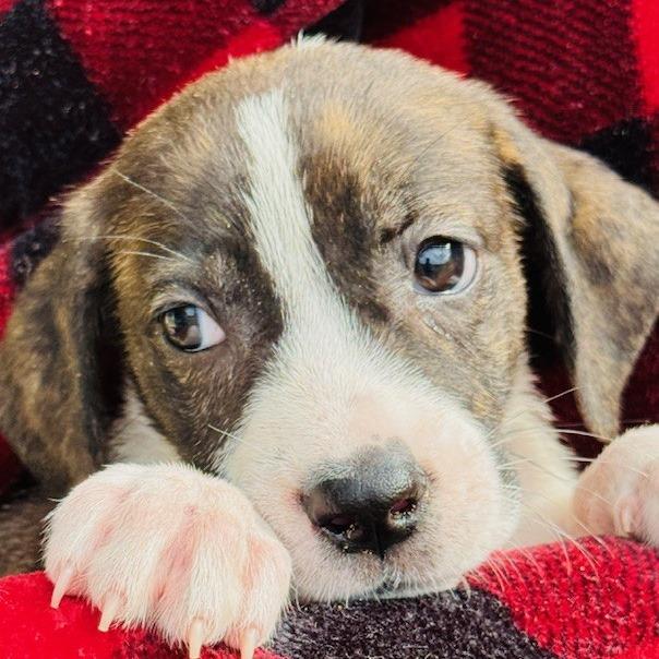 Enlarge Waffles, a Adoptable Mixed Breed in Williston, FL image 4/6